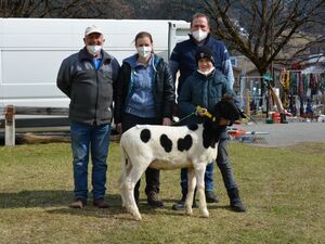 Braune Bergschafe - FS gescheckt - weiblich