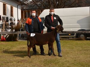 Braune Bergschafe - FS braun - männlich