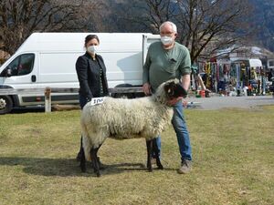 Alpine Steinschafe - weiblich