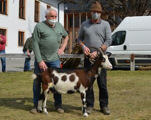 Die teuerste Ziege ging von DI Adalbert Böker, Ottensheim (OÖ) zu Manfred Singer, Thiersee (T)