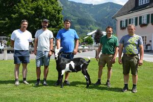 „Gigant“ wechselte von der Seber Zuchtgemeinschaft, Mittersill zu Martin Breuss, Batschuns (V)