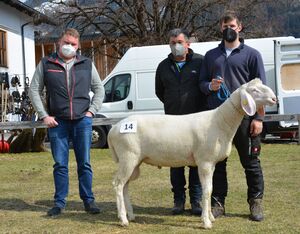 Der teuerste Widder wechselte von Matthias und Eva Winkler, Eben zu Lukas Gritsch, Sellrain (T)