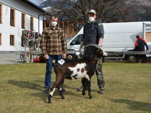 Tauernschecken - männlich