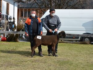 Braune Bergschafe - FS braun - weiblich