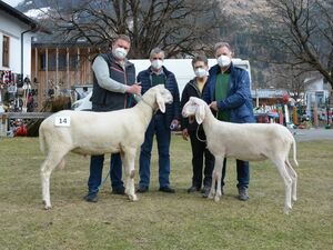 Tiroler Bergschafe - männlich und weiblich