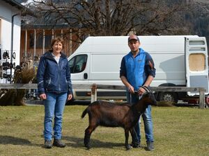 Pinzgauer Ziegen - weiblich