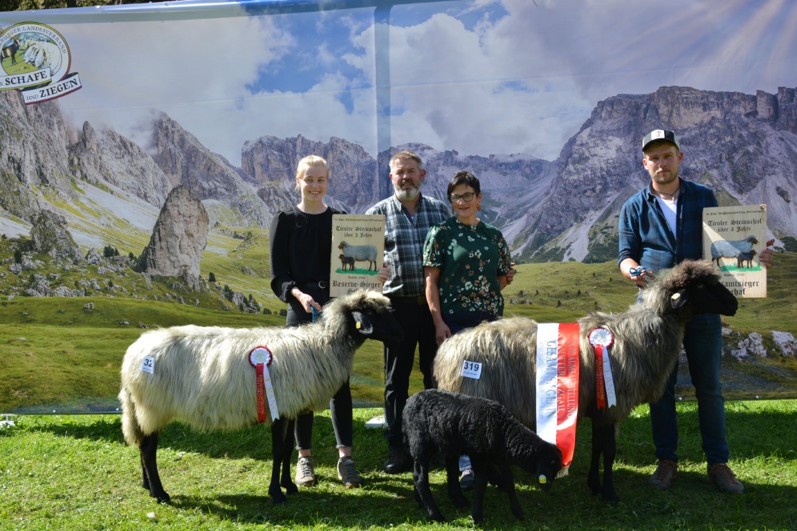 GS & RS Tiroler Steinschafe über 3 Jahre