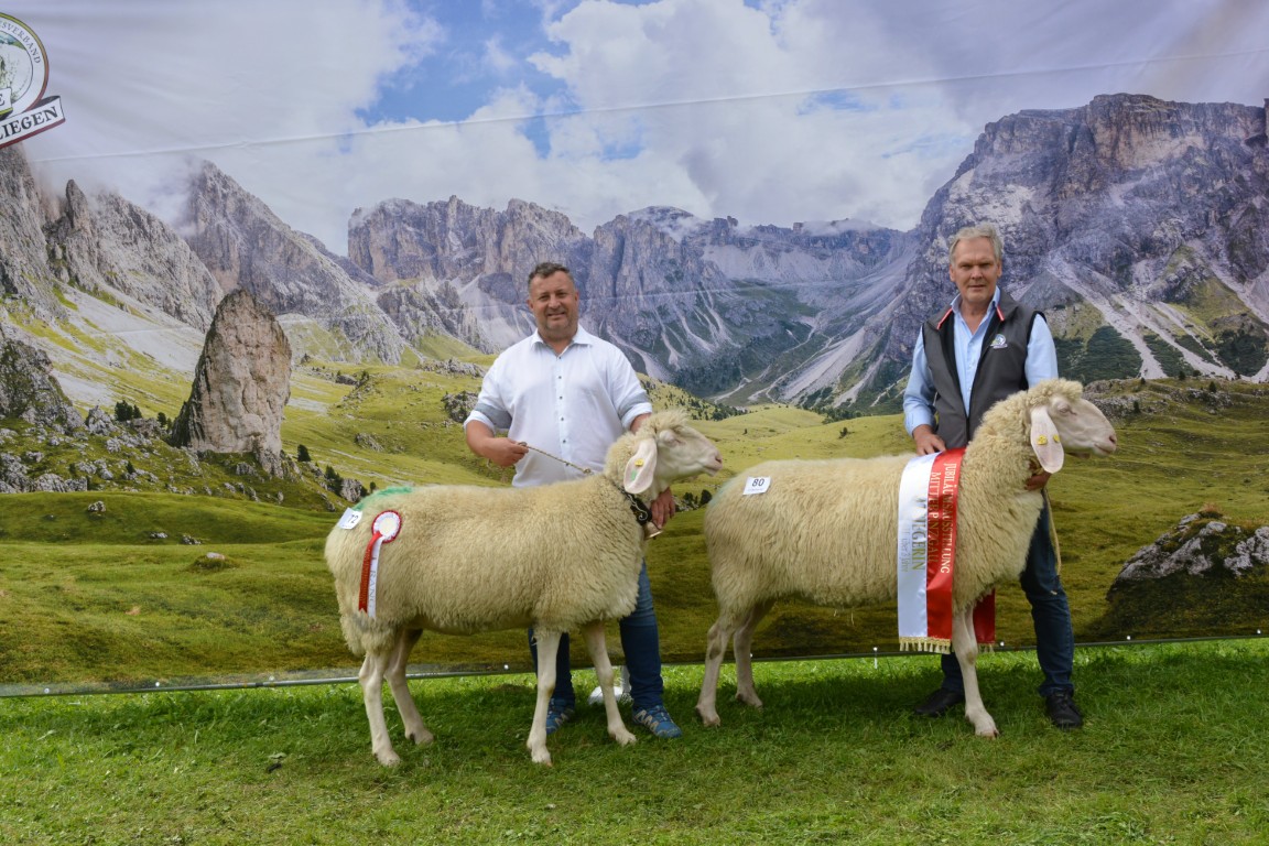 GS & RS Tiroler Bergschafe über 3 Jahre