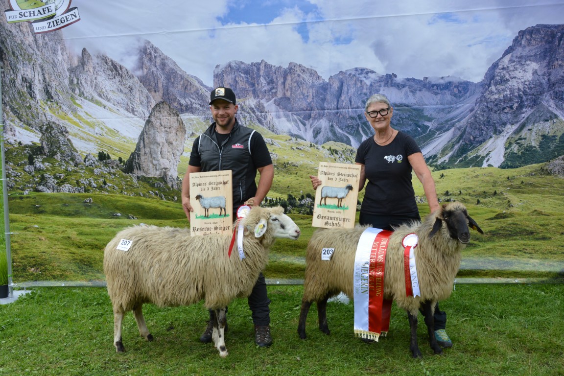 GS & RS Alpine Steinschafe unter 3 Jahre