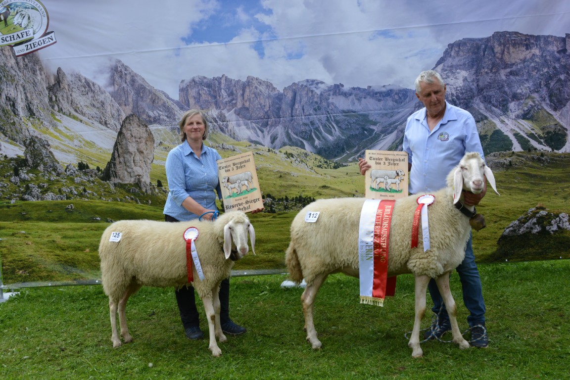 GS & RS Tiroler Bergschafe unter 3 Jahre