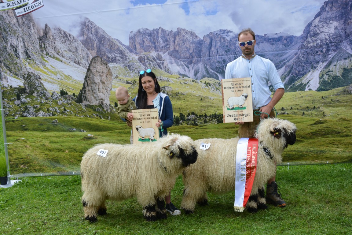 GS & RS Walliser Schwarznasen Schafe unter 3 Jahre