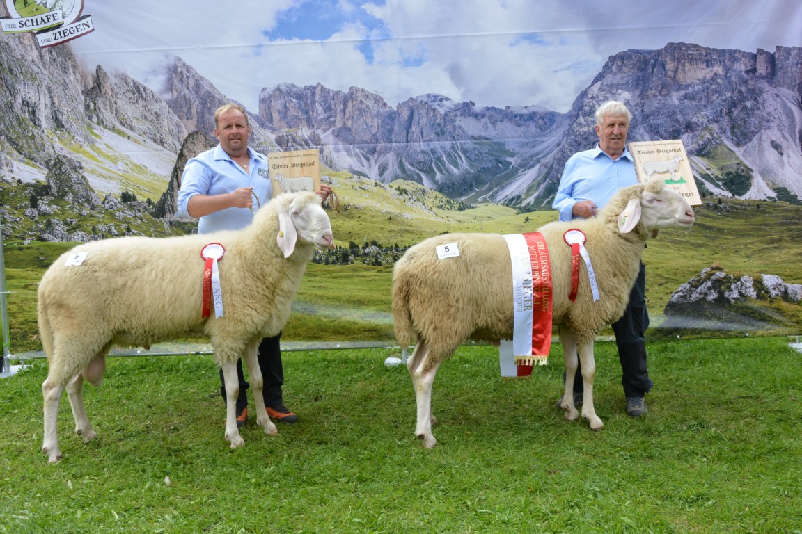 GS & RS Tiroler Bergschafe - Widder