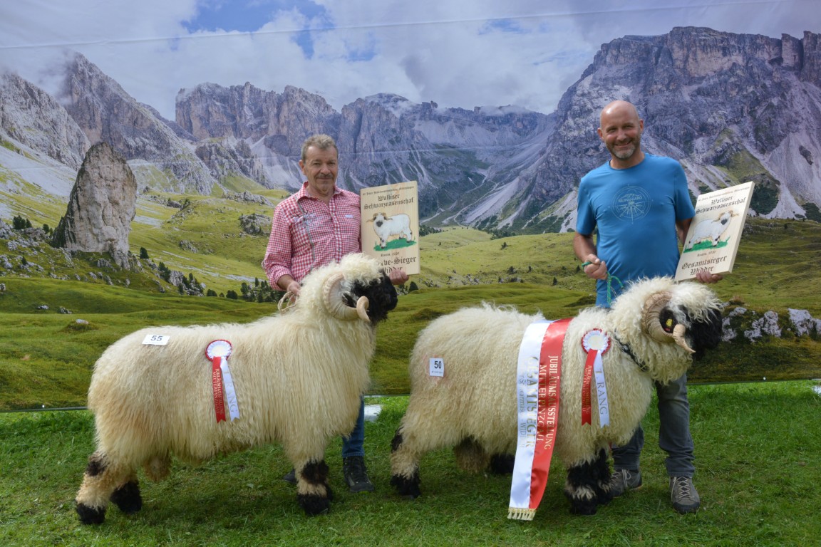 GS Walliser Schwarznasen - Widder